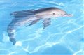 Dolphin Tale Photo
