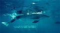 Dolphin Tale Photo