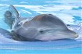 Dolphin Tale Photo