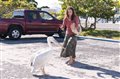 Dolphin Tale Photo