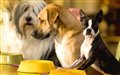 Hotel for Dogs Photo