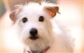 Hotel for Dogs Photo