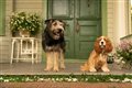 Lady and the Tramp (Disney+) Photo
