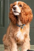 Lady and the Tramp (Disney+) Photo