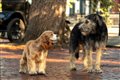 Lady and the Tramp (Disney+) Photo