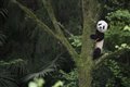 Pandas Photo