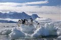 Penguins Photo