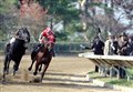 Seabiscuit Photo
