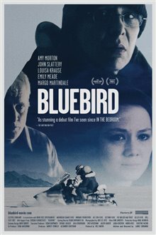 Bluebird Photo 2 - Large