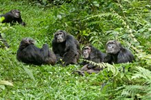Chimpanzee Photo 11