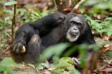 Chimpanzee Photo 13
