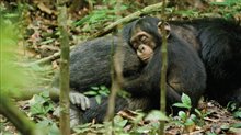 Chimpanzee Photo 19