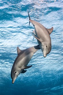 Dolphin Reef (Disney+) Photo 3