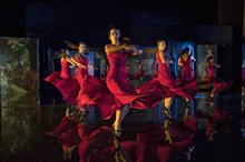 Flamenco, Flamenco Photo 11