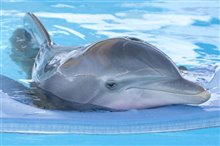 Histoire de dauphin Photo 19