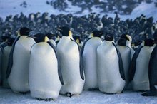 March of the Penguins Photo 8