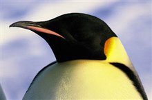 March of the Penguins Photo 10