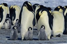 March of the Penguins Photo 12