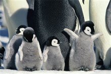 March of the Penguins Photo 14 - Large