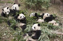 Pandas Photo 2