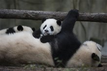 Pandas Photo 7