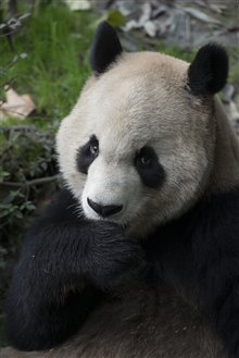 Pandas : L'expérience IMAX Photo 15