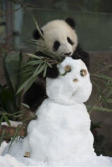 Pandas : L'expérience IMAX Photo 16