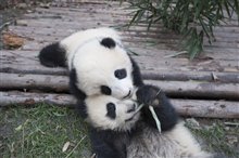 Pandas : L'expérience IMAX Photo 5