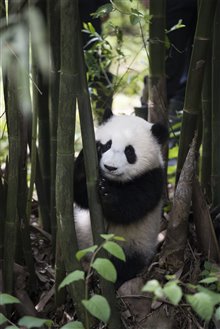 Pandas : L'expérience IMAX Photo 17