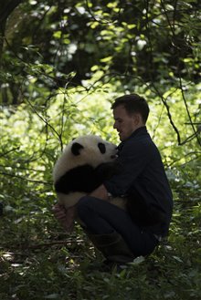Pandas : L'expérience IMAX Photo 18