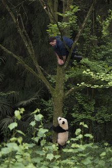 Pandas : L'expérience IMAX Photo 19