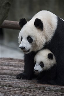 Pandas : L'expérience IMAX Photo 22