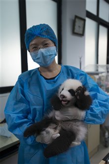 Pandas : L'expérience IMAX Photo 23