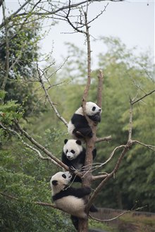 Pandas : L'expérience IMAX Photo 25