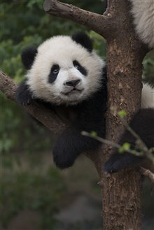 Pandas : L'expérience IMAX Photo 27