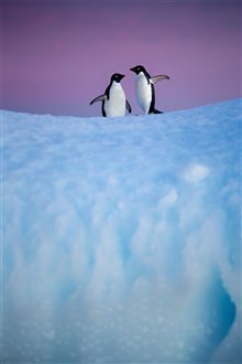 Penguins Photo 19