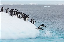 Penguins Photo 9