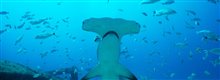 Sharkwater Extinction - Le film Photo 15