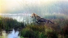 Wolf Totem Photo 1