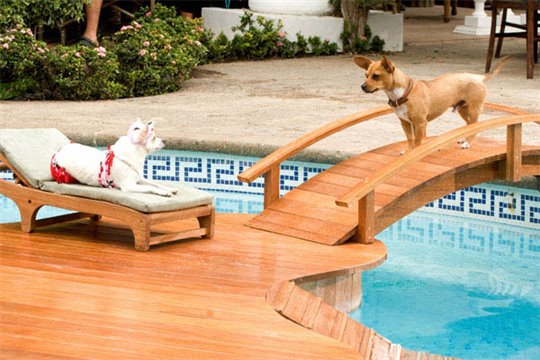 Beverly Hills Chihuahua Photo 2 - Large