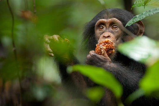 Chimpanzee Photo 1 - Large