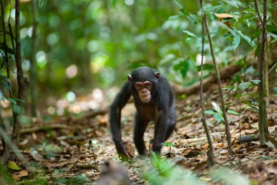 Chimpanzee Photo 3 - Large