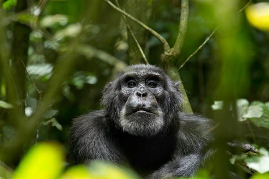 Chimpanzee Photo 9 - Large