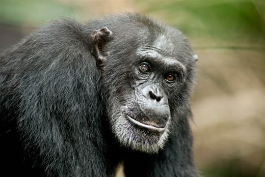 Chimpanzee Photo 15 - Large