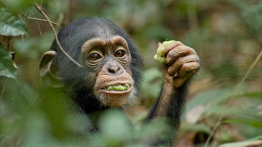 Chimpanzee Photo 21 - Large