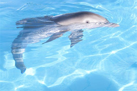 Dolphin Tale Photo 6 - Large