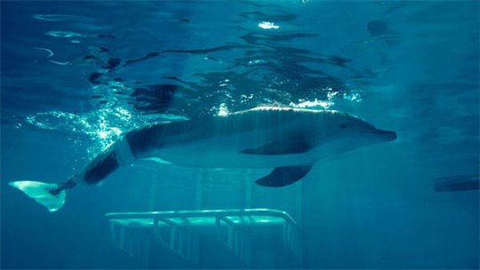 Dolphin Tale Photo 9 - Large