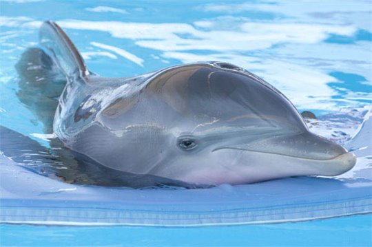 Histoire de dauphin Photo 19 - Grande