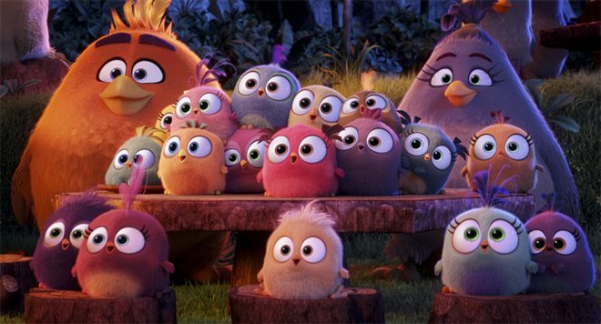 Angry Birds : Le film Photo 22 - Grande