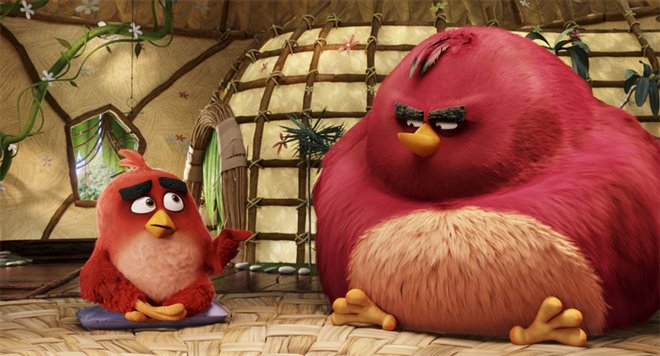 Angry Birds : Le film Photo 26 - Grande